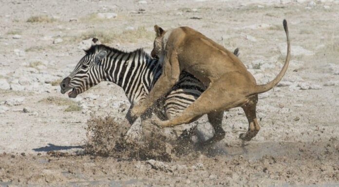 Cosa mangiano i leoni - zebra a caccia di leoni