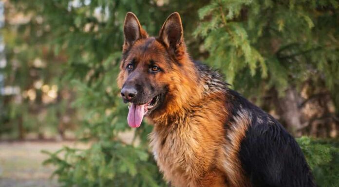 Pastore tedesco nel parco sullo sfondo dell'albero di Natale.  Cane a passeggio.