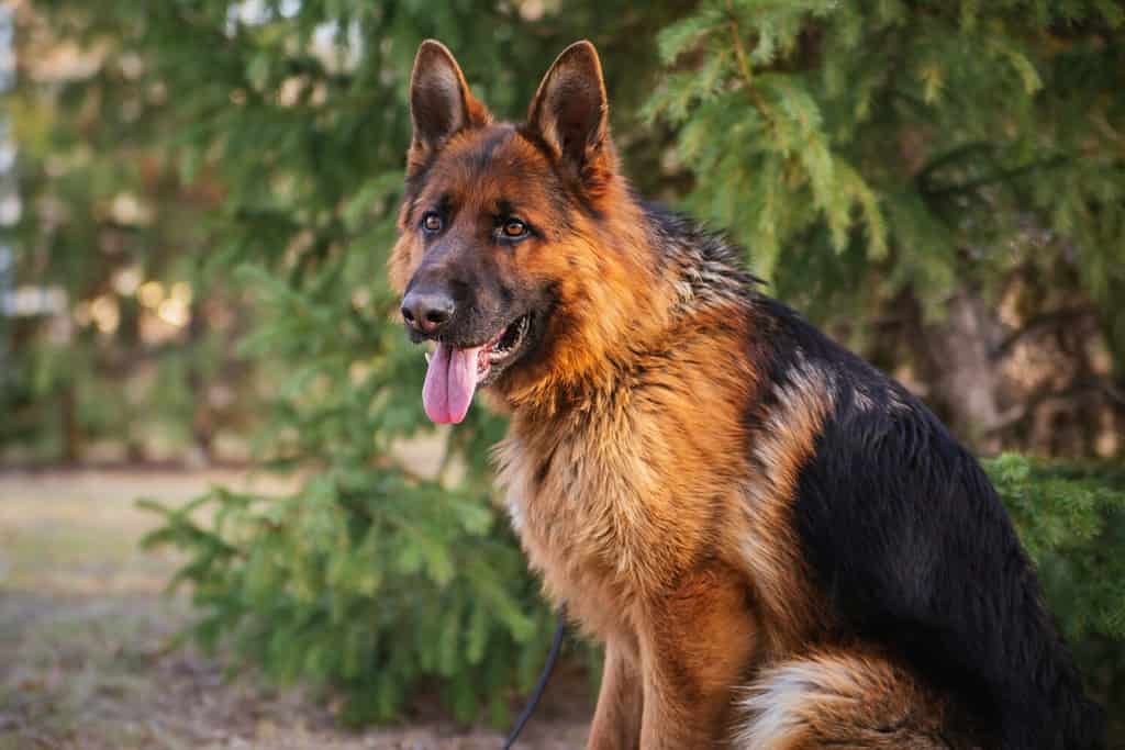 Pastore tedesco nel parco sullo sfondo dell'albero di Natale.  Cane a passeggio.