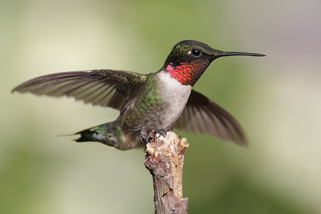 I colibrì dalla gola rubino sono le specie di colibrì più aggressive.