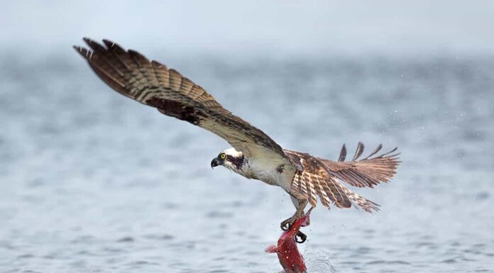 Un falco pescatore vola via con un salmone kokanee