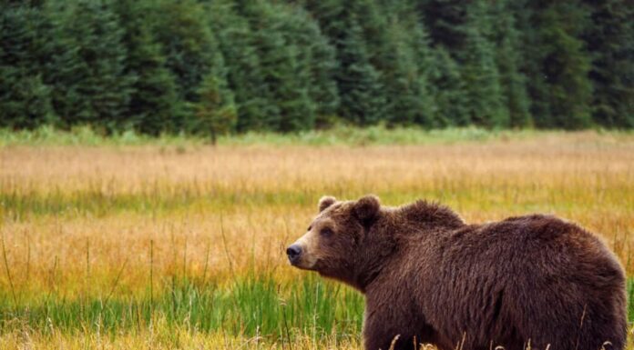 Orso grizzly in Alaska