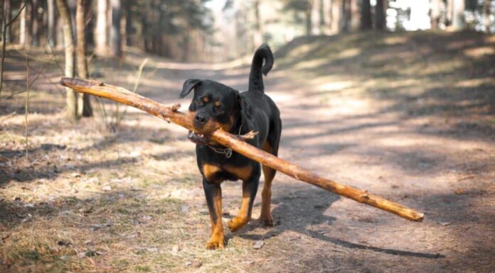 Rottweiler che porta in bocca un grosso ramo d'albero