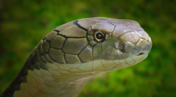 Il re Cobra, Ophiophagus hannah.  Ritratto del serpente velenoso più lungo del mondo.