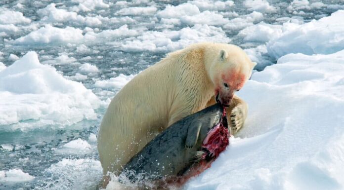 Orso polare con foca morta appena catturata