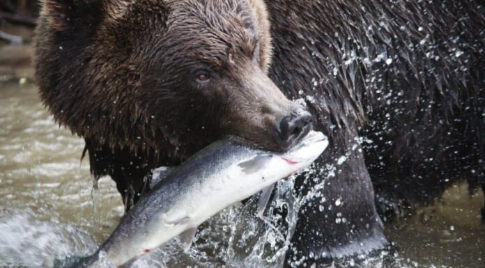 Orso grizzly che mangia un pesce