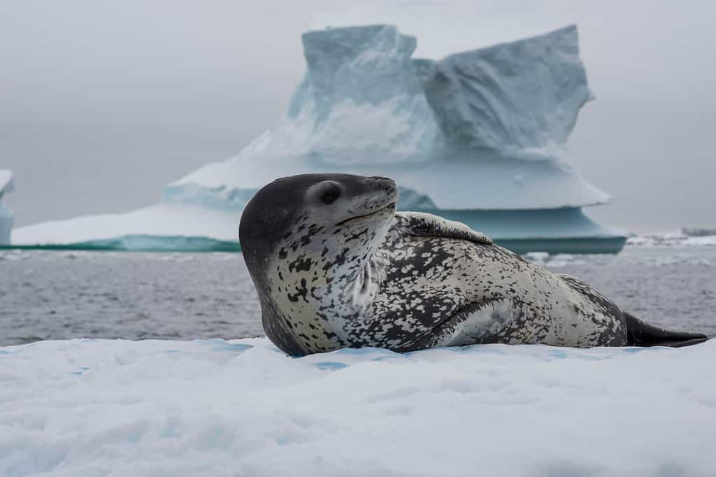 Foca leopardo su un flusso di ghiaccio