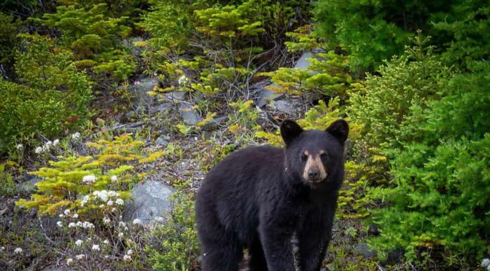 Un singolo cucciolo di orso nero selvatico cerca cibo lungo una collina ribaltando rocce tra giovani alberi sempreverdi.  Il giovane orso ha solo un paio di mesi.  Ci sono mosche sul pelo e sul viso.