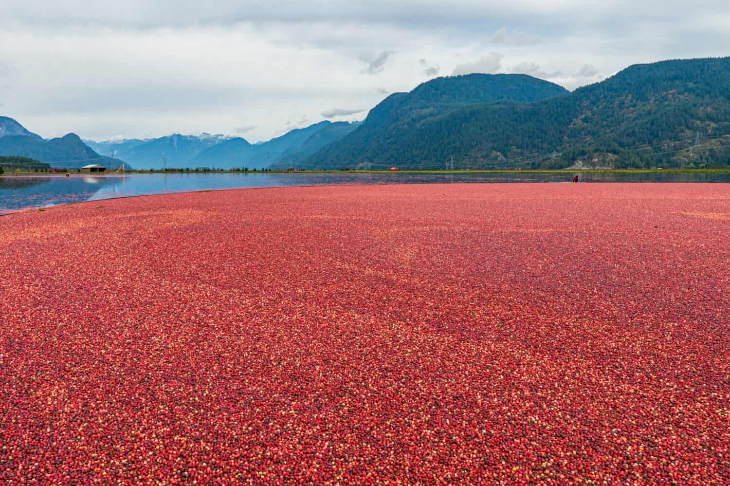 Una vista mozzafiato del processo di raccolta dei mirtilli rossi, mirtilli galleggianti nell'acqua