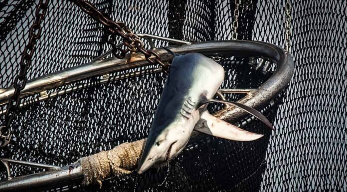 pescecane catturato con una rete da pesca