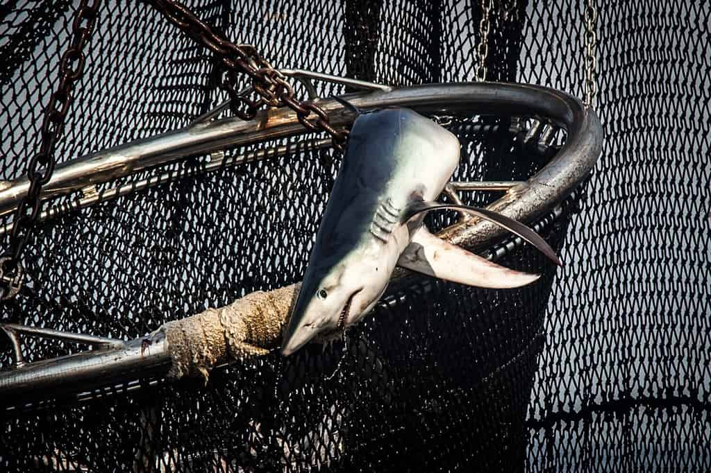 pescecane catturato con una rete da pesca