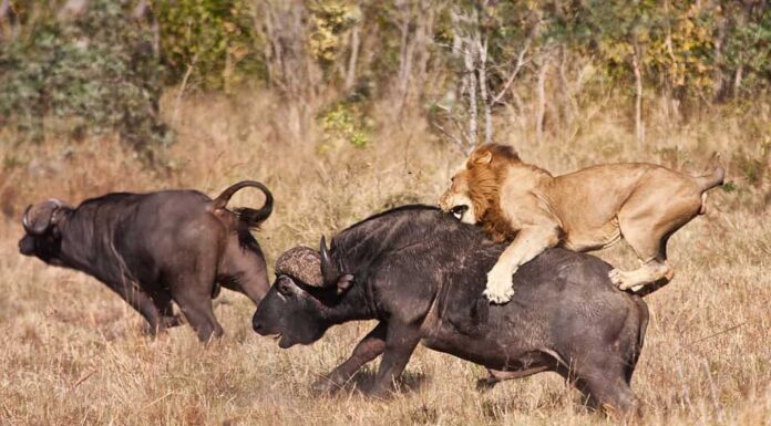 Il leone maschio attacca un enorme toro di bufalo mentre cavalca sulla schiena