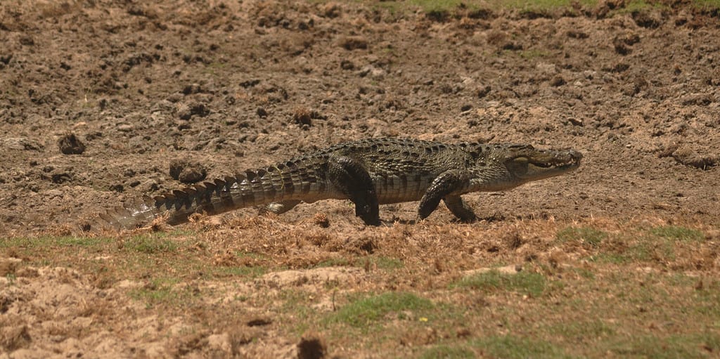 Un Coccodrillo Che Cammina Sulla Terra Tropicale.