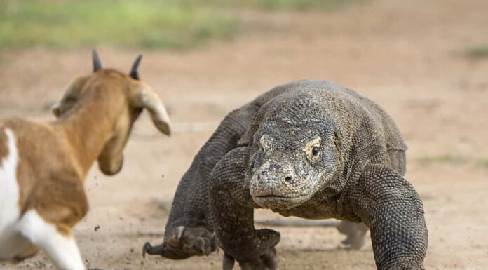 Il drago di Komodo (Varanus komodoensis) attacca la preda.  È la più grande lucertola vivente del mondo, l'Indonesia.  Isola di Rinka