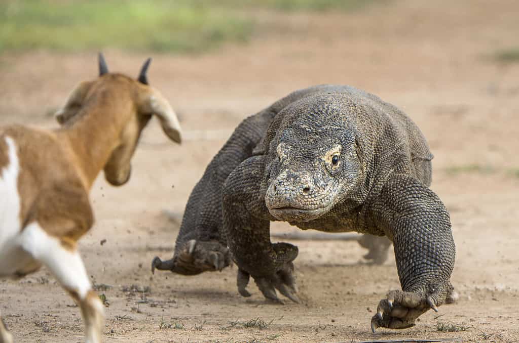 Il drago di Komodo (Varanus komodoensis) attacca la preda.  È la lucertola vivente più grande del mondo, in Indonesia.  Isola di Rinca