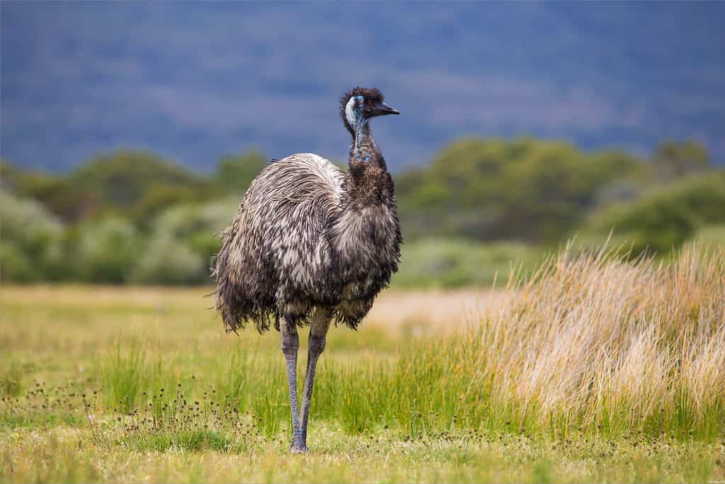 Emù in Australia