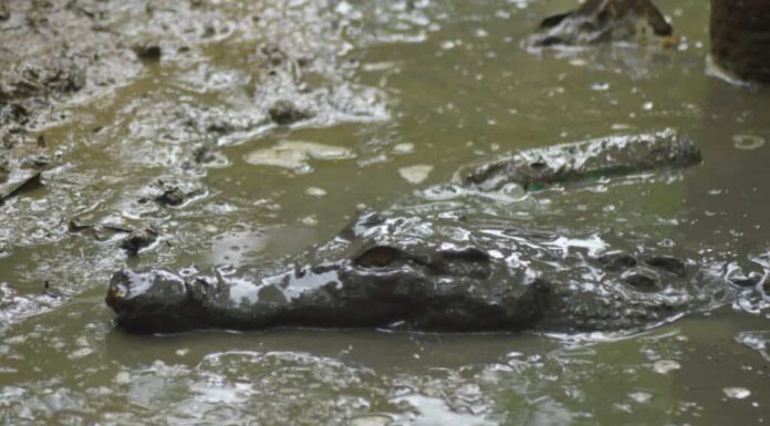 Il coccodrillo emerge dall'acqua completamente mimetizzato