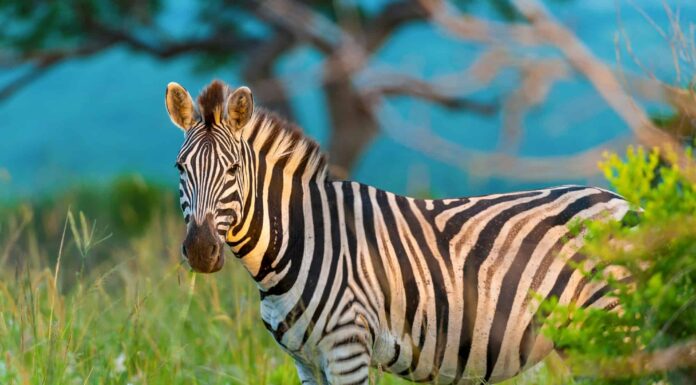 Guarda un leone che attacca una zebra che perde la bestia e corre per la libertà
