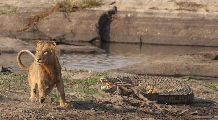 Ritirata frettolosa, il giovane leone maschio va nel panico alla vista del coccodrillo in movimento
