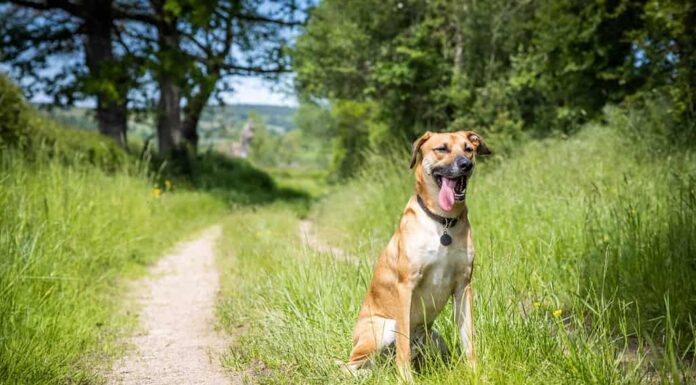 Un cane Black Mouth Cur seduto lungo un sentiero erboso