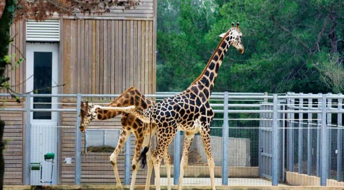 La giraffa maschio dà un calcio alla giraffa femmina