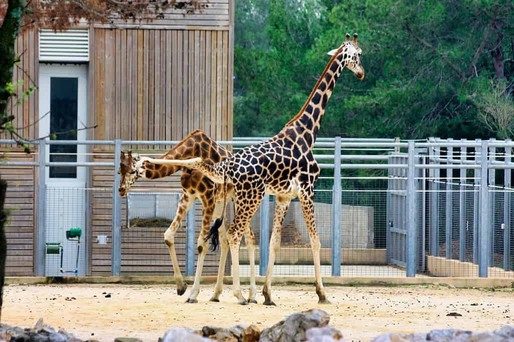 La giraffa maschio dà un calcio alla giraffa femmina
