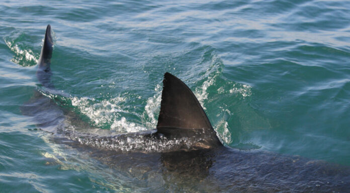 Le pinne dorsale e caudale di un grande squalo bianco che rompono la superficie dell'acqua