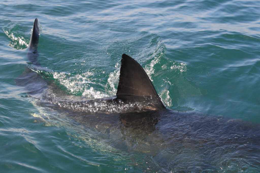 Le pinne dorsale e caudale di un grande squalo bianco che emergono dalla superficie dell'acqua