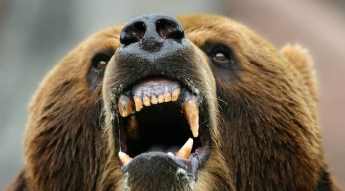 Orso bruno che mostra i denti