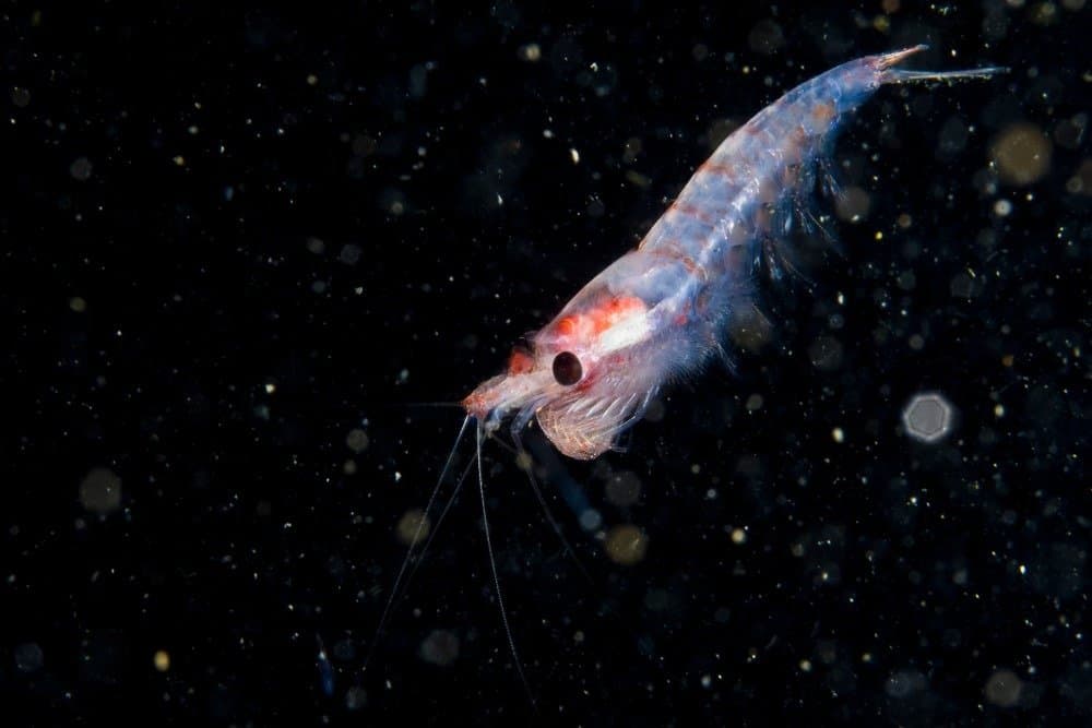 Krill alla deriva sott'acqua nell'estuario del San Lorenzo in Canada