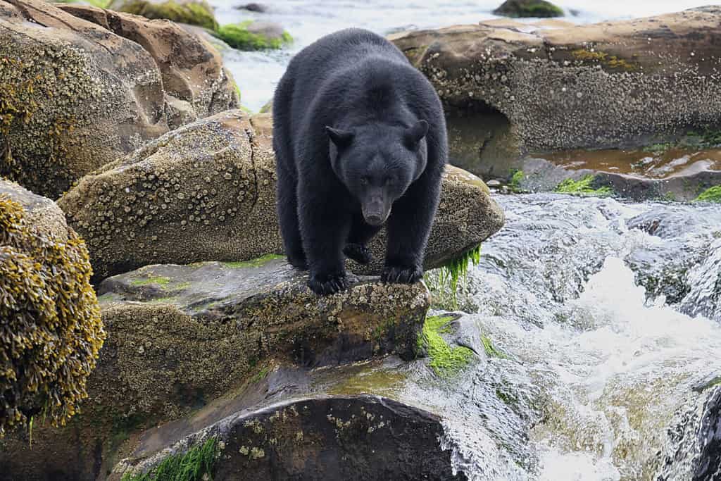 Black Bear dalla pesca del fiume