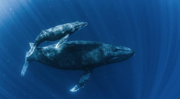 Megattera, balena, sott'acqua, Baleen Whale, immersioni subacquee