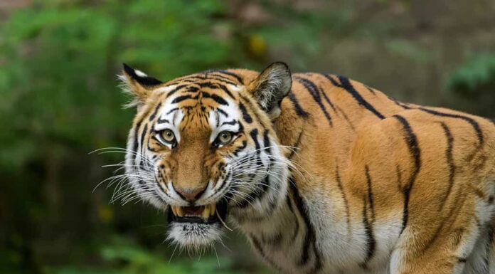 Tigre siberiana che mangia carne