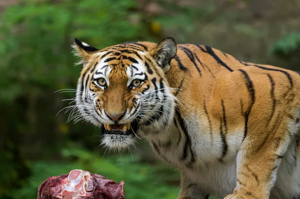 Tigre siberiana che mangia carne