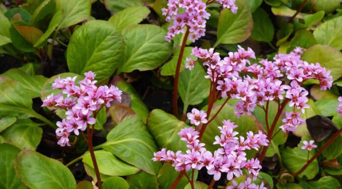 Primo piano di una pianta di bergenia cordifolia o badan con foglie di cuore rosa in fiore con fiori in primavera