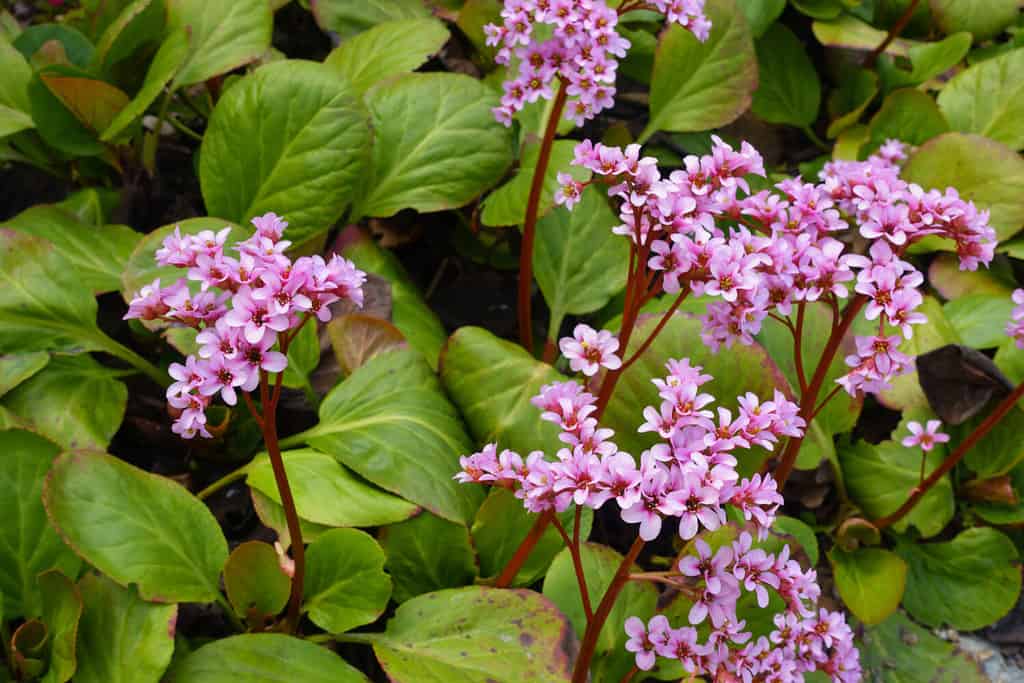 Primo piano di una pianta di bergenia cordifolia o badan con foglie di cuore rosa in fiore con fiori in primavera