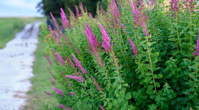 Cespuglio di farfalla in fiore, Buddleja davidii.  Vista ravvicinata della fioritura di Buddleia o Buddleja (Buddleia davidii).  La pianta è comunemente nota come cespuglio di farfalle.  Cespuglio di farfalla in fiore o lillà estivo