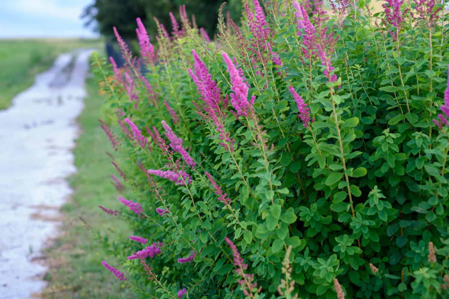 Cespuglio di farfalla in fiore, Buddleja davidii.  Vista ravvicinata della fioritura di Buddleia o Buddleja (Buddleia davidii).  La pianta è comunemente nota come cespuglio di farfalle.  Cespuglio di farfalla in fiore o lillà estivo