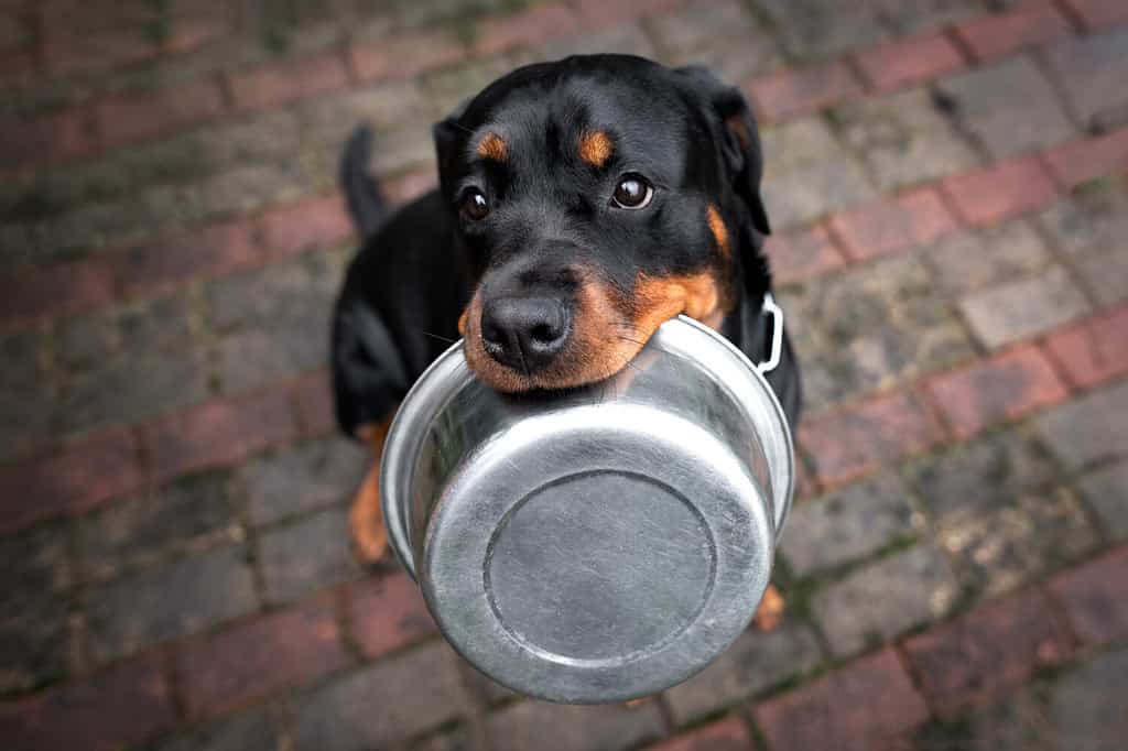 cane rottweiler che tiene una ciotola di cibo per animali in bocca