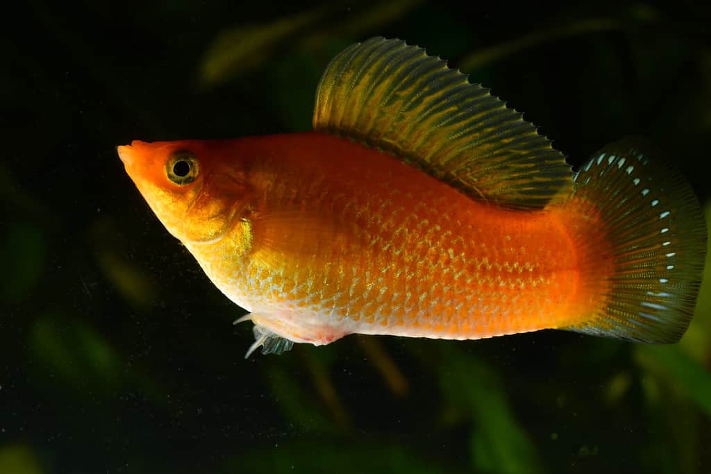 Poecilia sphenops maschio giallo, pesce d'acquario.