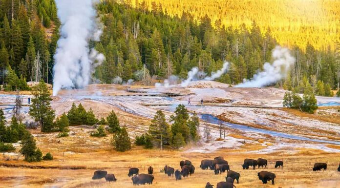 Un paesaggio al tramonto presso l'Upper Geyser Basin nel Parco Nazionale di Yellowstone, dove il vapore sale dalle bocche dei geyser e dalle sorgenti termali vicino a una foresta di pini lodgepole e una mandria di bisonti al pascolo.