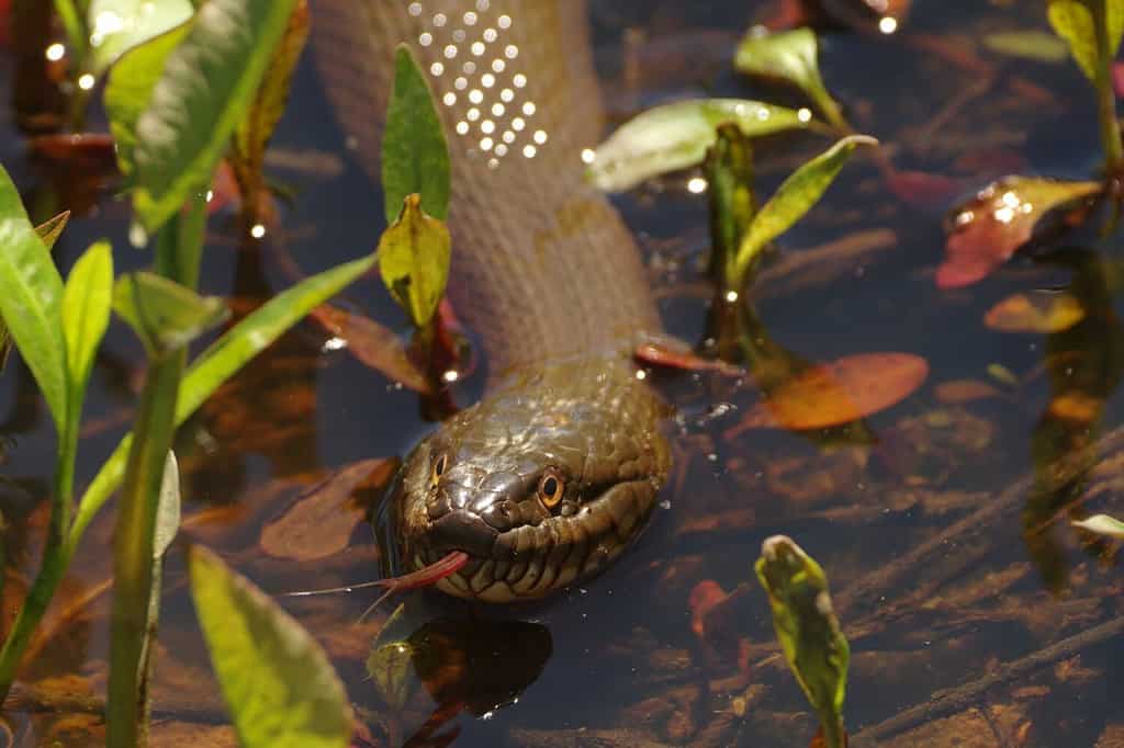Un serpente d'acqua settentrionale (Nerodia sipedon) nuota in uno stagno palustre a Huntley Meadows Park ad Alexandria, in Virginia.