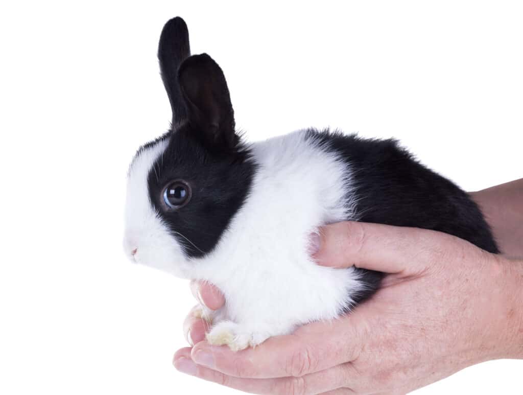 Coniglio olandese come animale domestico
