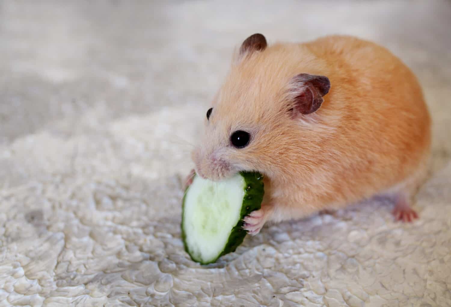 un criceto mangia un cetriolo