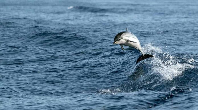delfini a strisce mentre saltano nel mare blu profondo