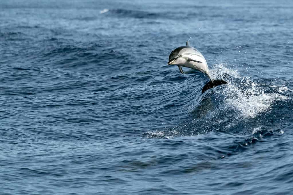delfini striati mentre saltano nel mare blu profondo