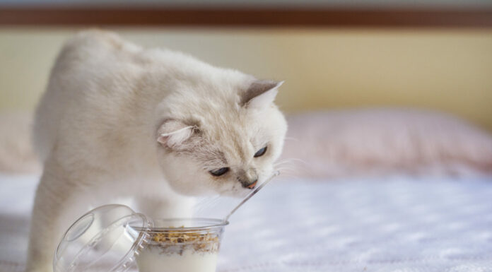 Muesli con yogurt per colazione.  Colazione con un gatto a letto.  Il soffice gatto bianco fa colazione con muesli e marmellata di ribes.