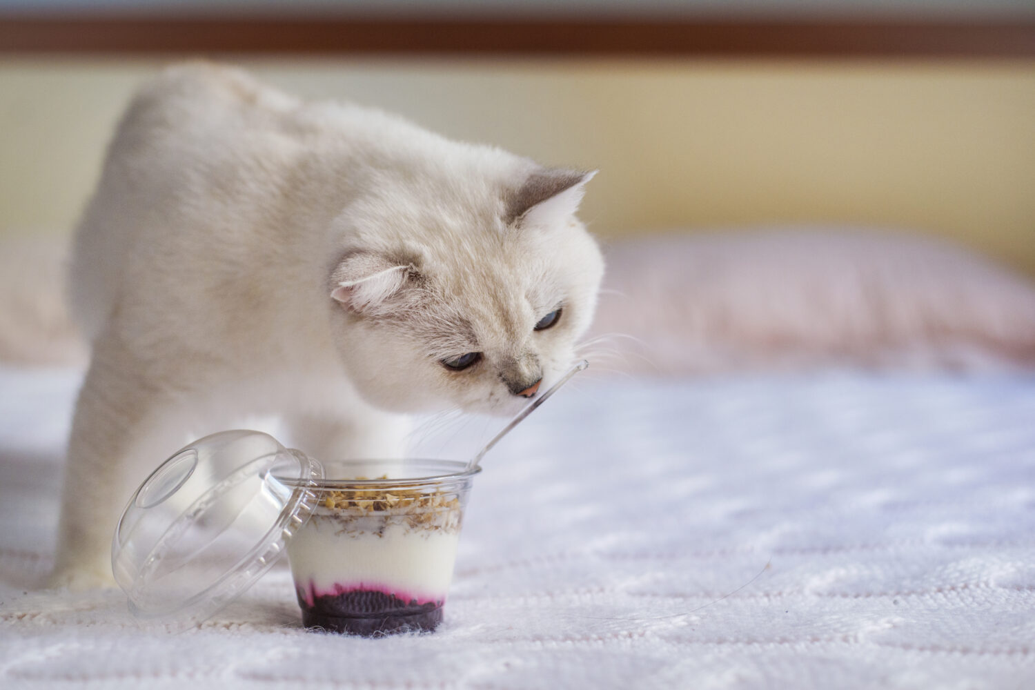 Muesli con yogurt per colazione.  Colazione con un gatto a letto.  Il soffice gatto bianco fa colazione con muesli e marmellata di ribes.