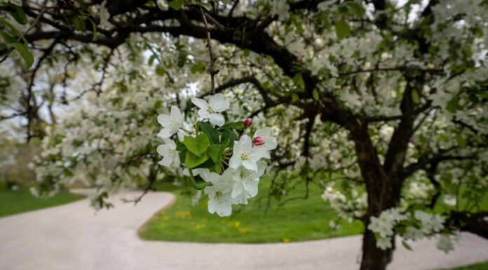 Fiori bianchi di mela di granchio.  Genere Malus di piccoli alberi decidui o arbusti della famiglia delle Rosacee, tra cui il melo domestico, il melo selvatico e il melo selvatico.  Sfondo sfocato.