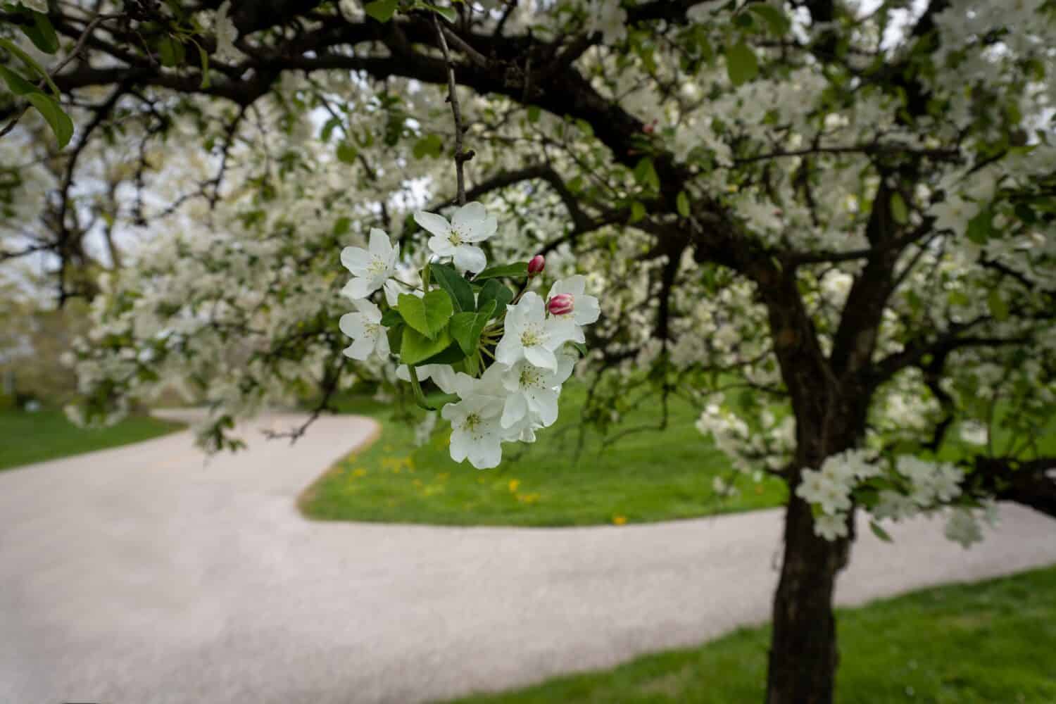 Fiori bianchi di mela di granchio.  Genere Malus di piccoli alberi decidui o arbusti della famiglia delle Rosacee, tra cui il melo domestico, il melo selvatico e il melo selvatico.  Sfondo sfocato.